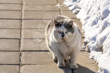 Fat cat walks outside in winter alone