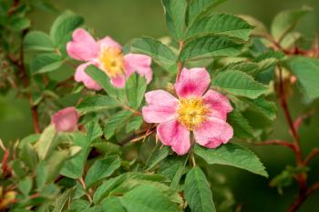 Rosehip bush blooming in spring. Bright beautiful flowers of rose hips of delicate pink color of pastel tones. Medicinal flowers brewing tea for weight loss diuretic prostatitis adenoma pressure.