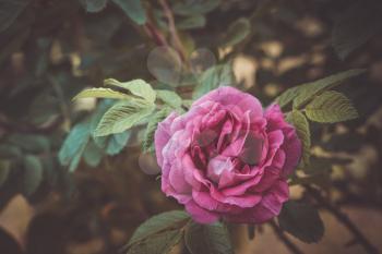 Close up picture of the vintage pink color rose and dark green leaves on the background