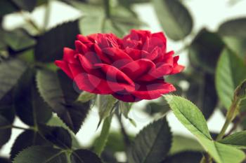 Single red color rose picture. Close up picture.