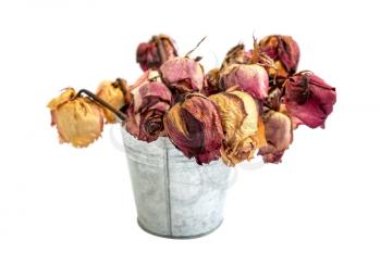 Bouquet of dead withered roses in aluminium bucket isolated on white background