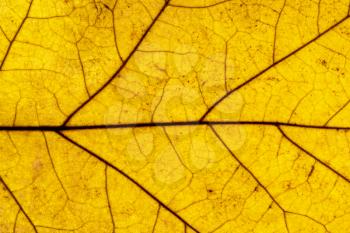 Yellow leaf texture, close-up. Abstract nature background.