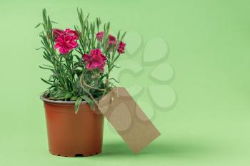 Mini carnation flowers in a pot with blank tag on blue background