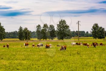 Rural landscape with grazing cows in a meadow. Dairy cow herd