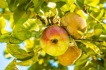 Closeup of a fresh apple and rotten apples on a tree