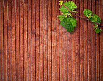 Green branch on wooden background
