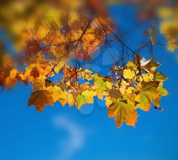 Autumn maole leaves on blue background