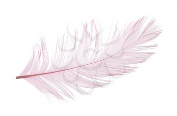 Elegant violet feather on white background