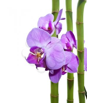 Violet orchid and bamboo sticks