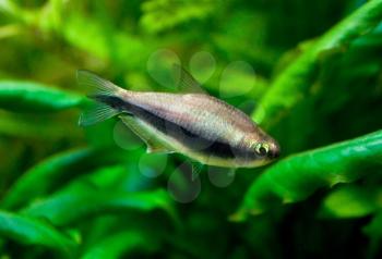 Tetra palmeri freshwater fish in aquarium