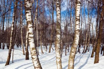 Birch forest in winter and blue sky