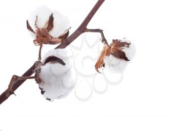 Branch of the cotton over white background