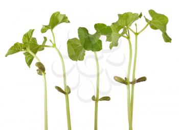 Group of the sprouts