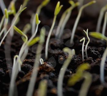 Small young plants in soil