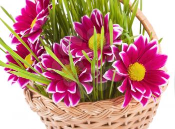 Chrysanthemum with grass in the basket