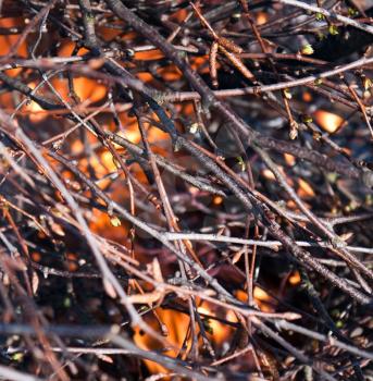 Young birch branch in fire