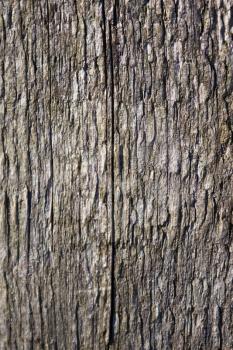 Old timber texture for background