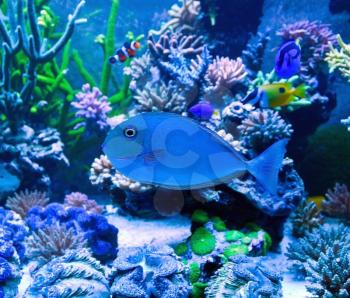 Salt water aquarium tropical blue fish