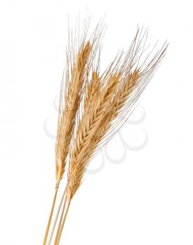 Brunch of the golden wheat