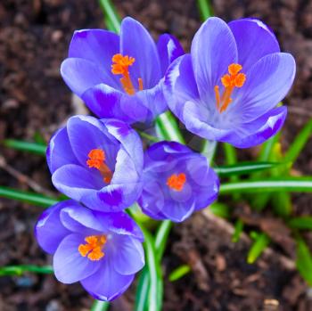 Crocus flowers in the soil