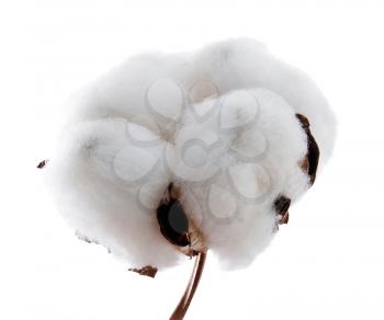 Cotton soft plant on white bakground