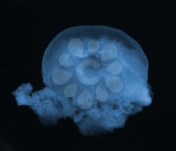 Jellyfish in the dark water