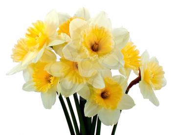 Bunch of narcissus on white background