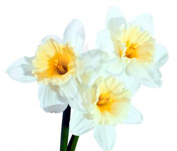 Delicate white narcissus on white background
