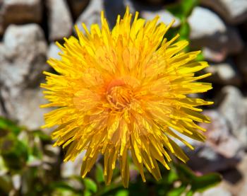 Dandelion over the stone background
