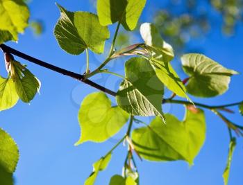 Linden young leaves over spring sky