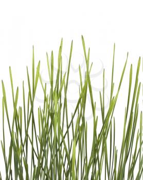 Grass bunch on sunrise isolated on white background