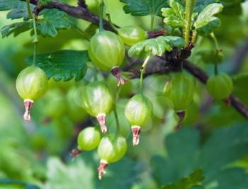 Gooseberry in the plantation