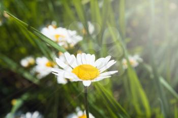 Elegant chamomile in the field in sunlight