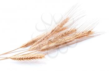 Bundle of golden wheat on white background
