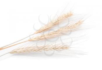 Barley or wheat isolated on white background
