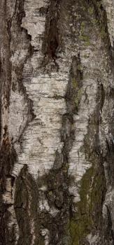 birch texture in winter for background