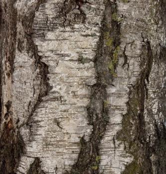 birch texture in winter for background