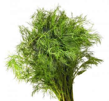 Fresh dill on the white background