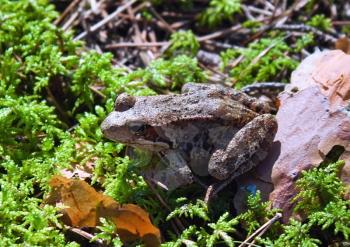 Wild frog in the forest