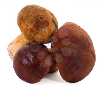 Group of fresh mushrooms on white background