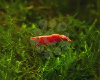 Freshwater aquarium shrimp- red fire