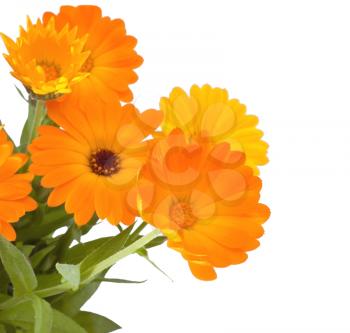 Calendula flowers on white background