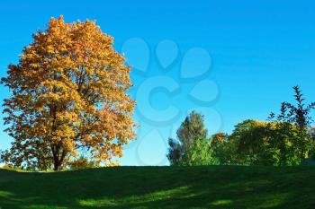 Mapple tree in the autumn meadow