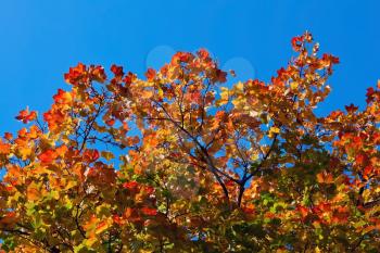 Maple autumn tree on blue sky