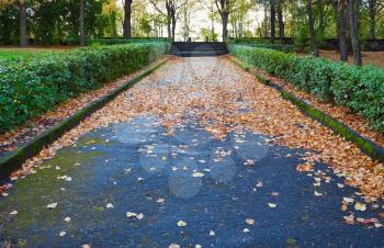 Autumn path in park with fallen leaves