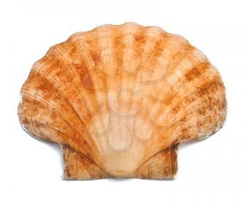 Shell on the white background