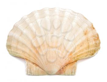White sea shell on white background