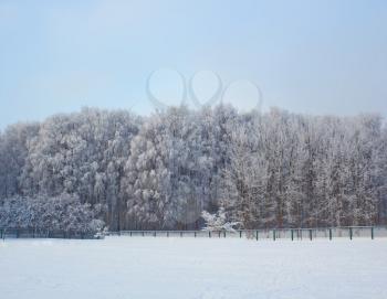 Birch winter forest