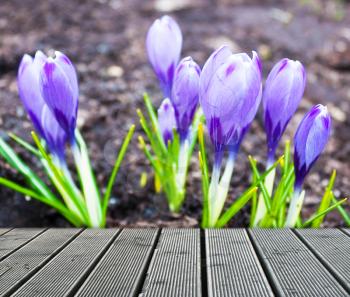 Group of violet crocus near the walkway