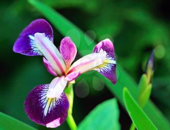 Lilac flower in the garden